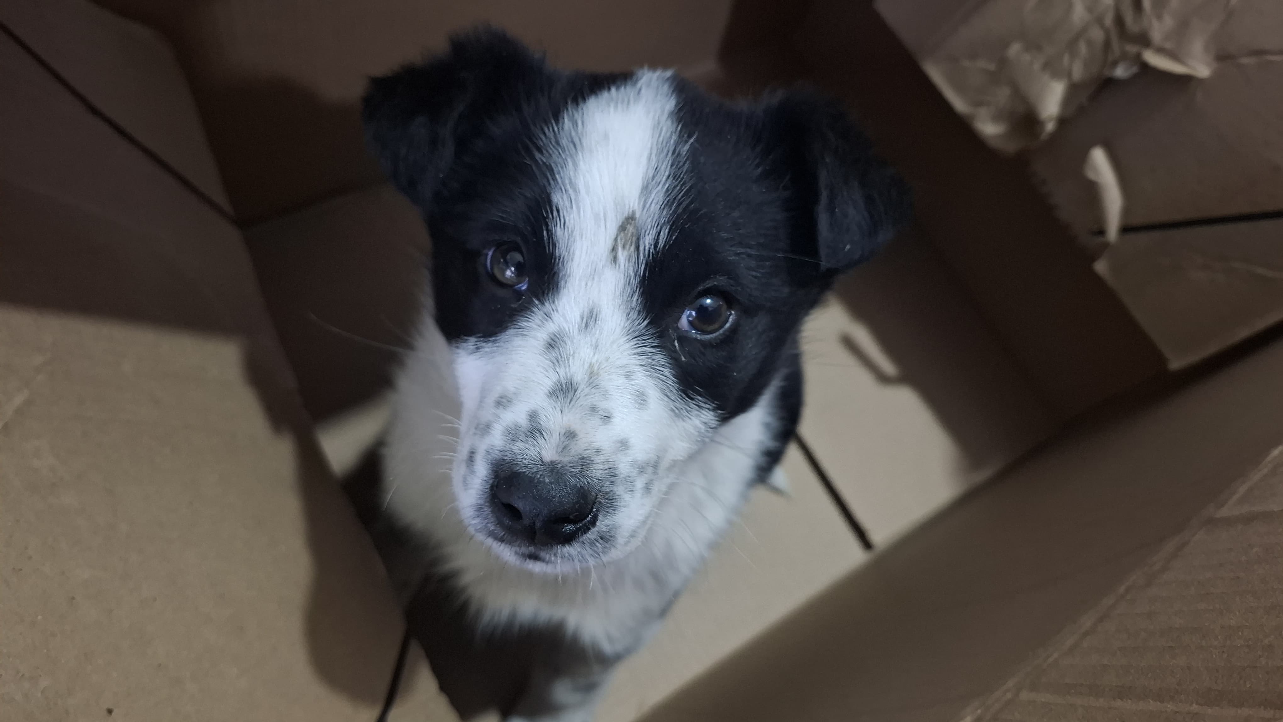 Finalizó el operativo de esterilización en el barrio Rotary 23