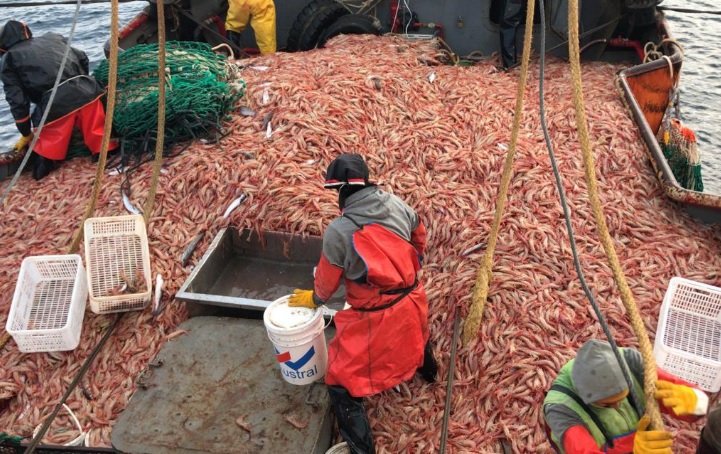 La zafra del langostino en aguas nacionales se iniciará el 15 de abril
