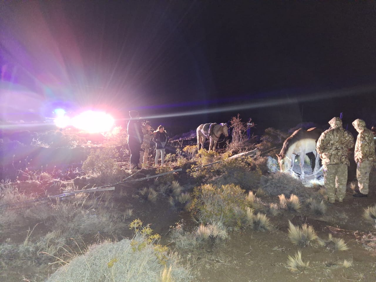 Incautan cinco caballos en operativo rural de Perito Moreno