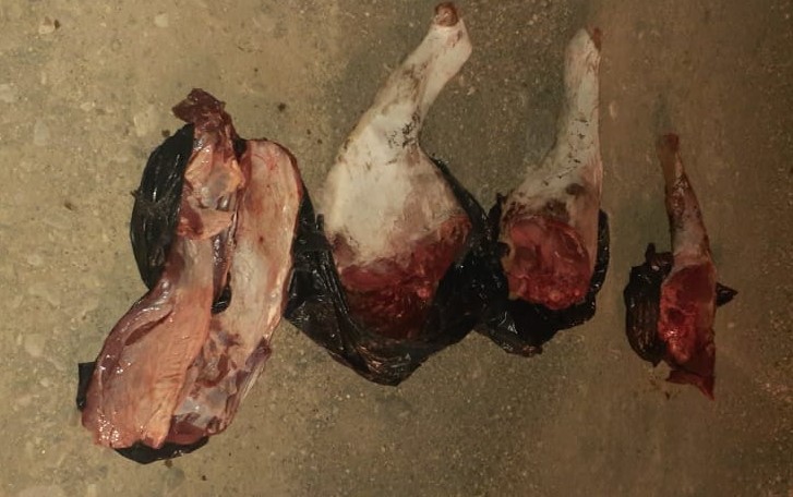 Descubrieron a cinco sujetos con cantidades de guanacos muertos en Gobernador Gregores