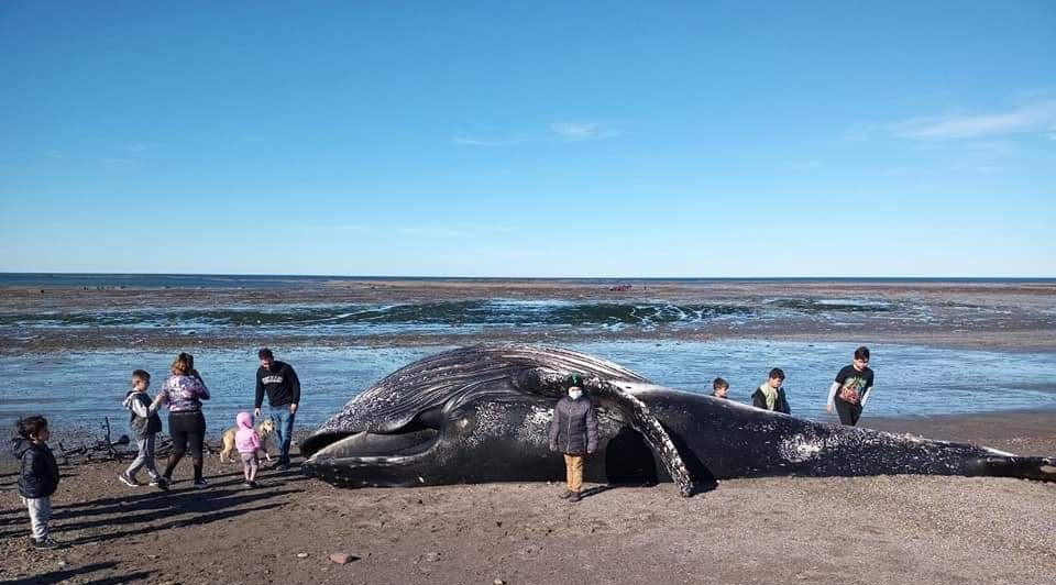 Una ballena jorobada apareció muerta en la costa de Comodoro y advierten que es 