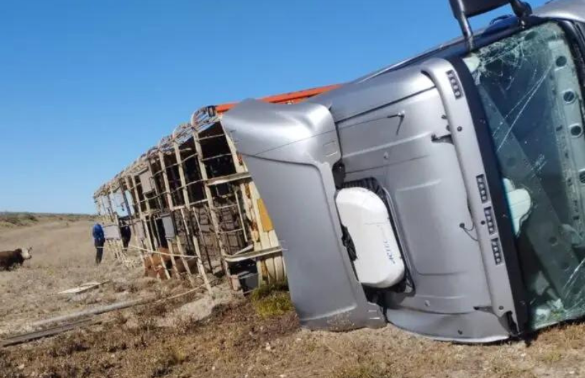 Volcó camión que transportaba 50 animales bovinos