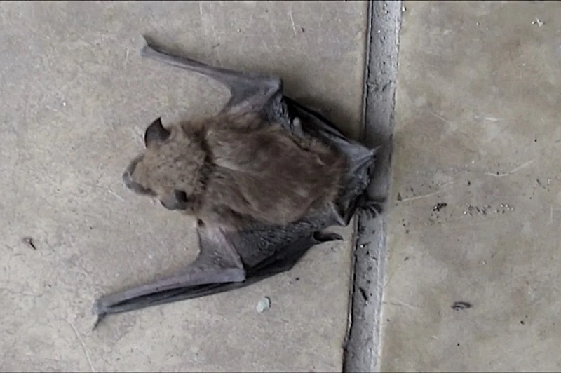 Encontraron un murciélago muerto con rabia en las calles de Rada Tilly