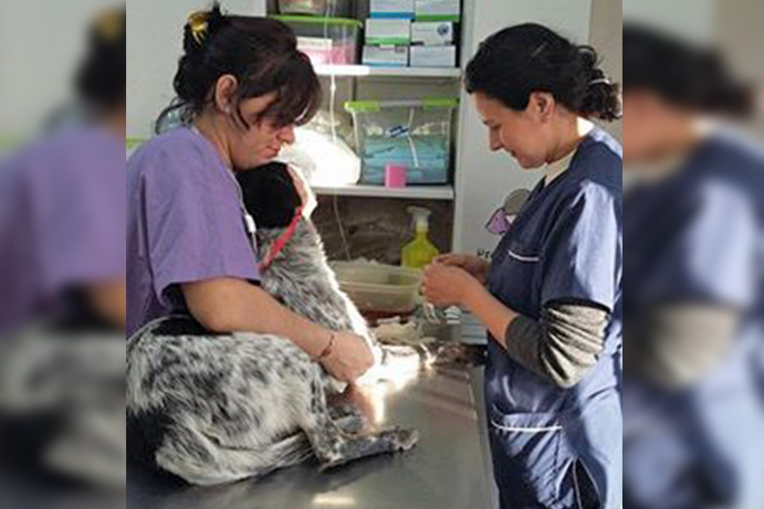 La municipalidad de Las Heras dio inicio al Plan para controlar la población canina